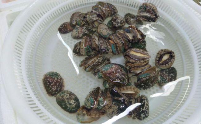 海口的鲍鱼